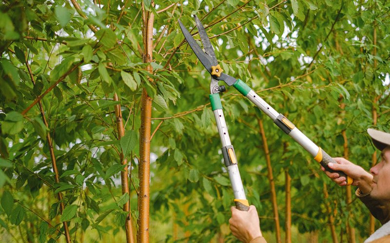 Tree trimming in Canaan, IN